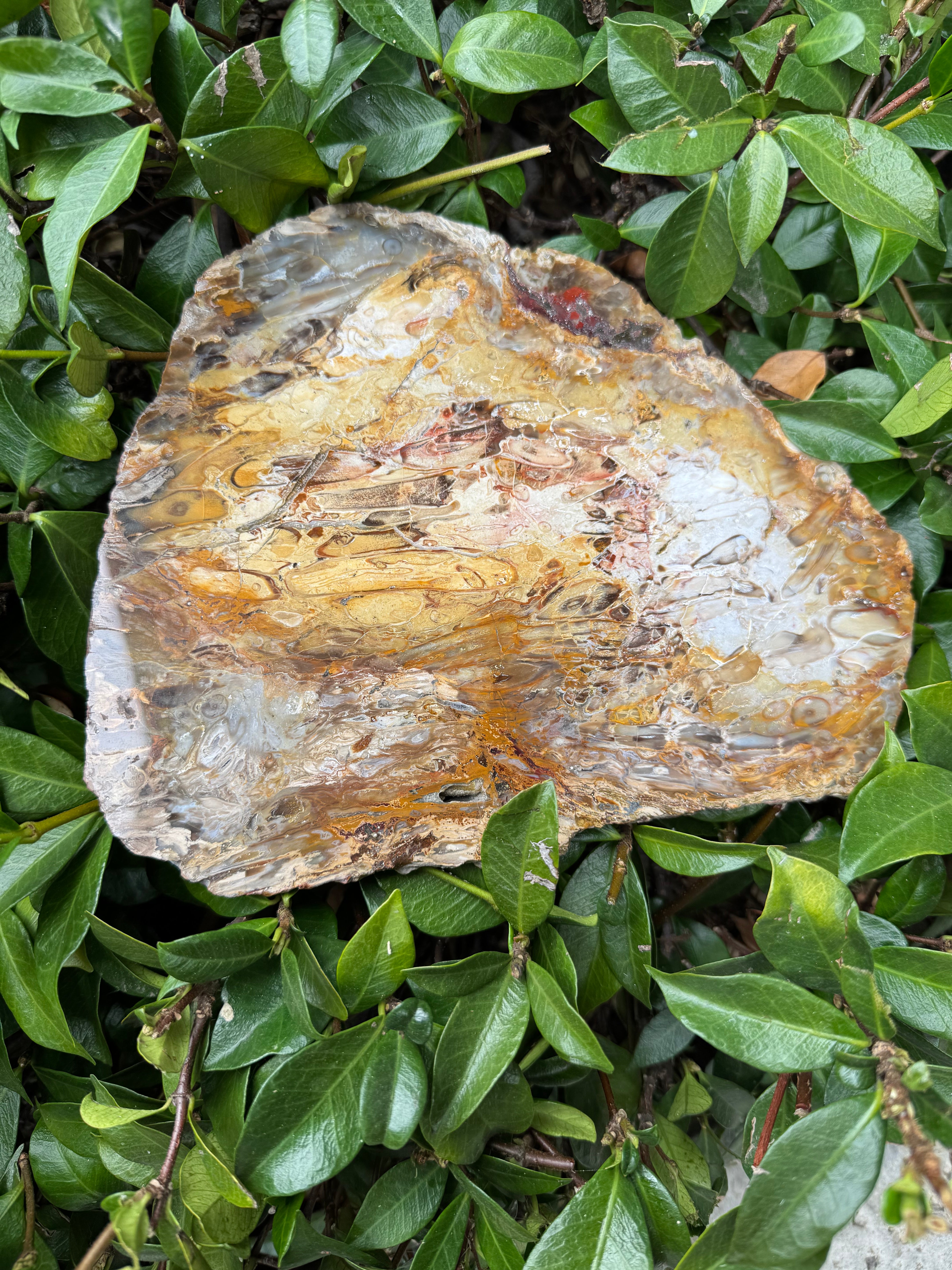 Petrified Palm Root; 674.6 grams