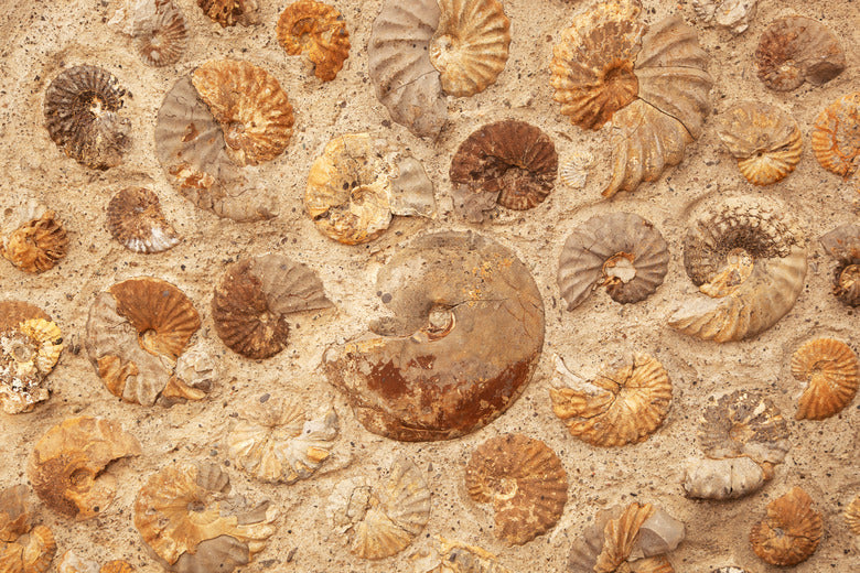 Fossils