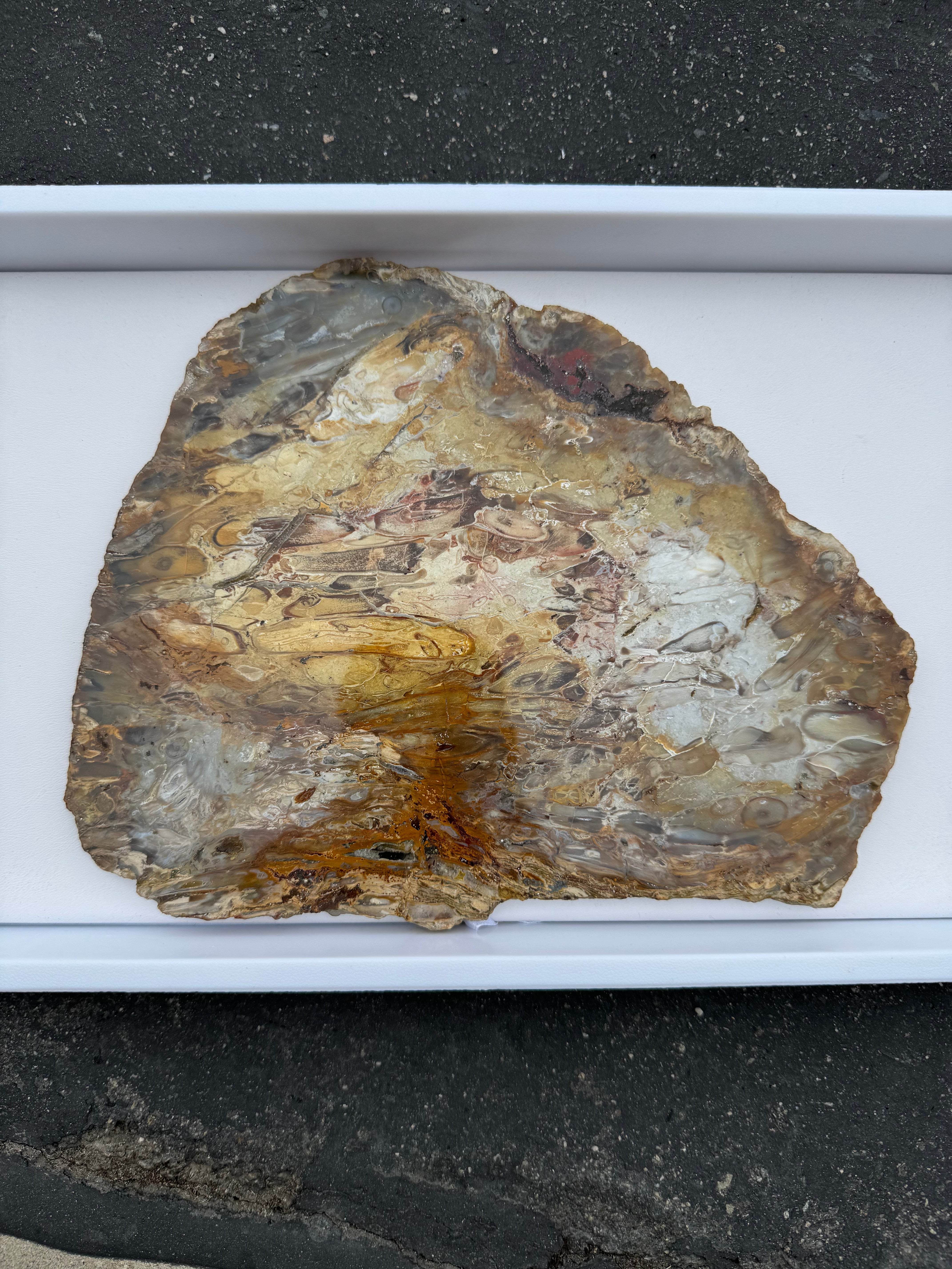 Petrified Palm Root; 674.6 grams