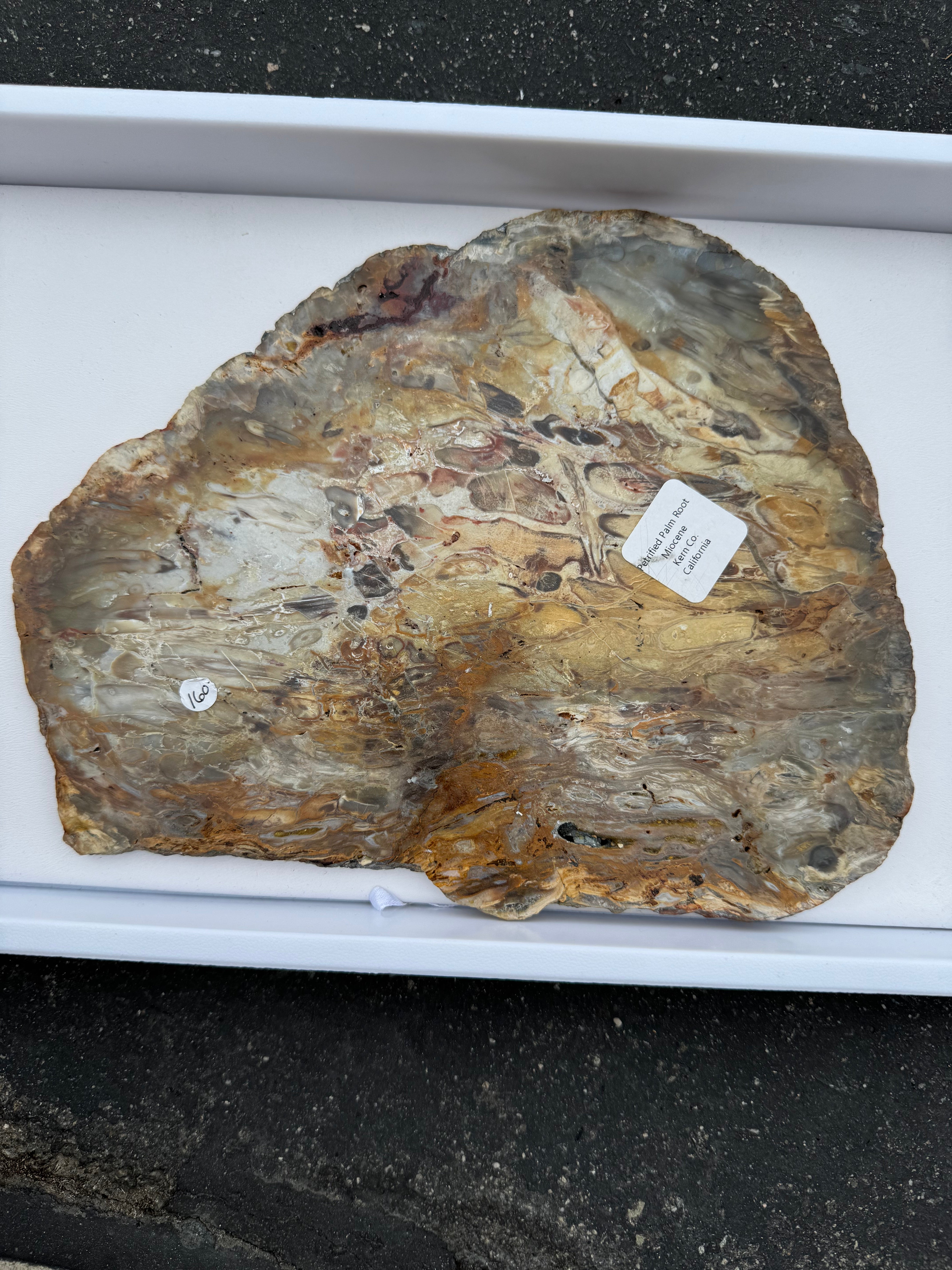Petrified Palm Root; 674.6 grams