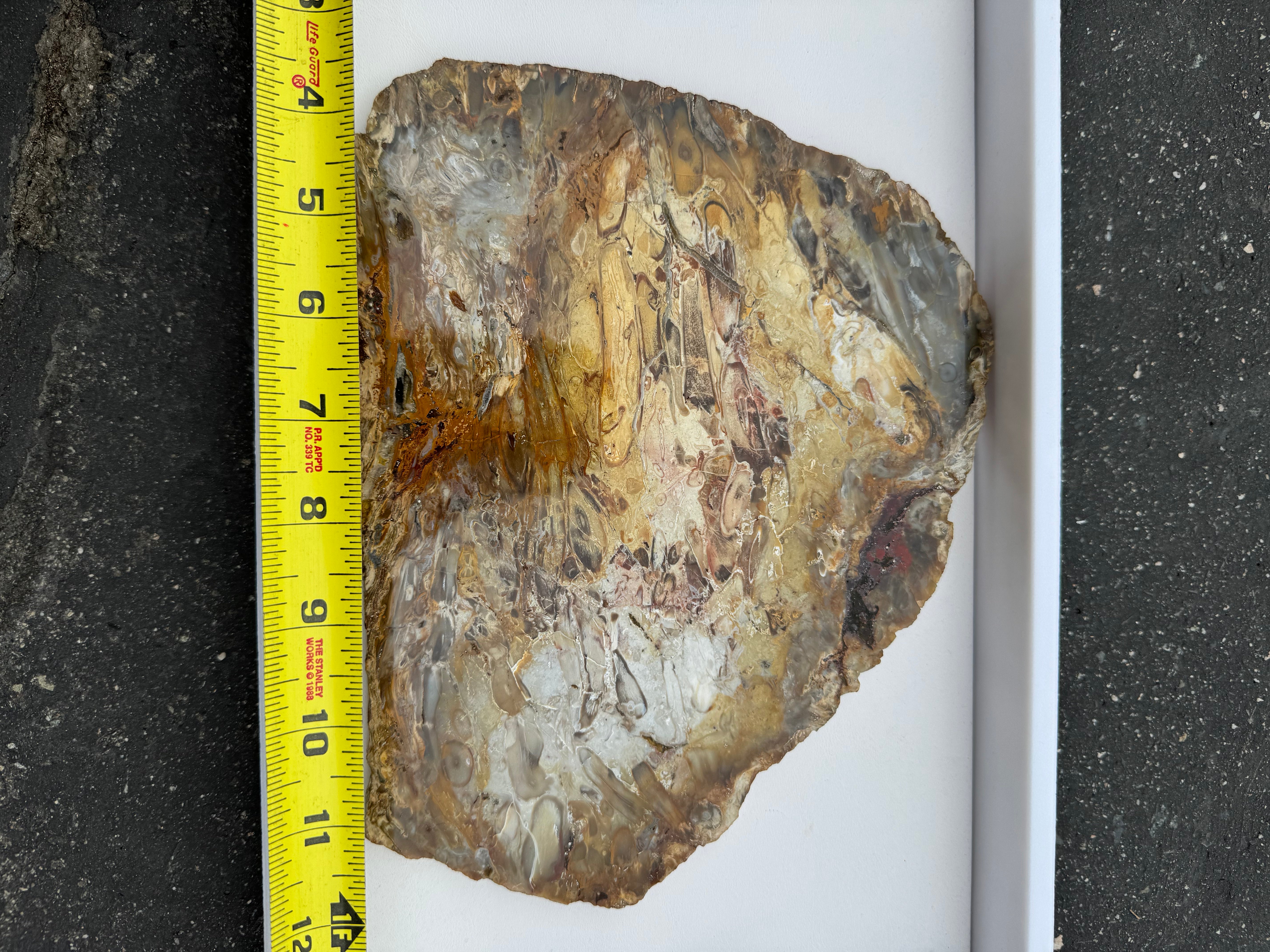 Petrified Palm Root; 674.6 grams