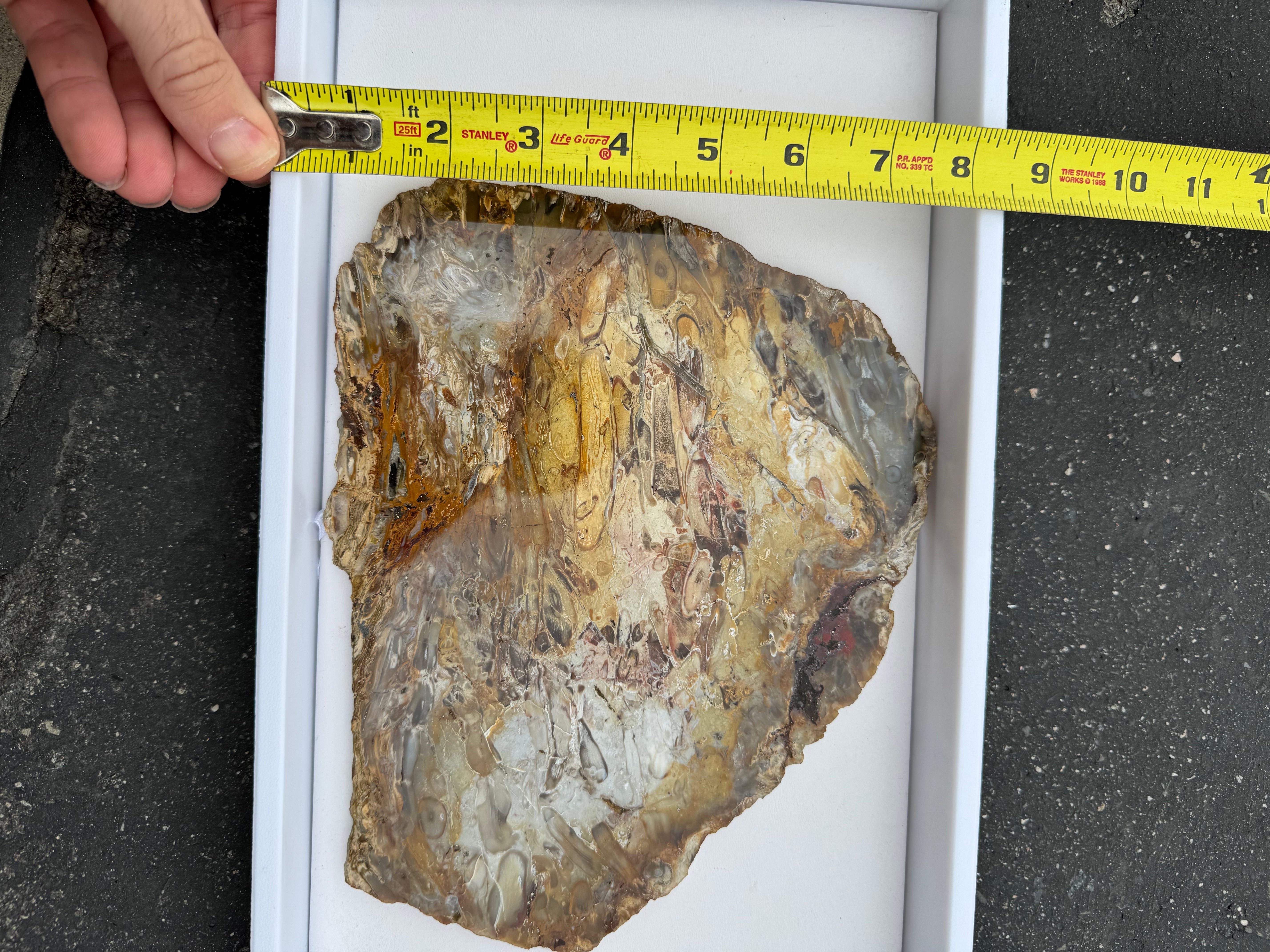 Petrified Palm Root; 674.6 grams