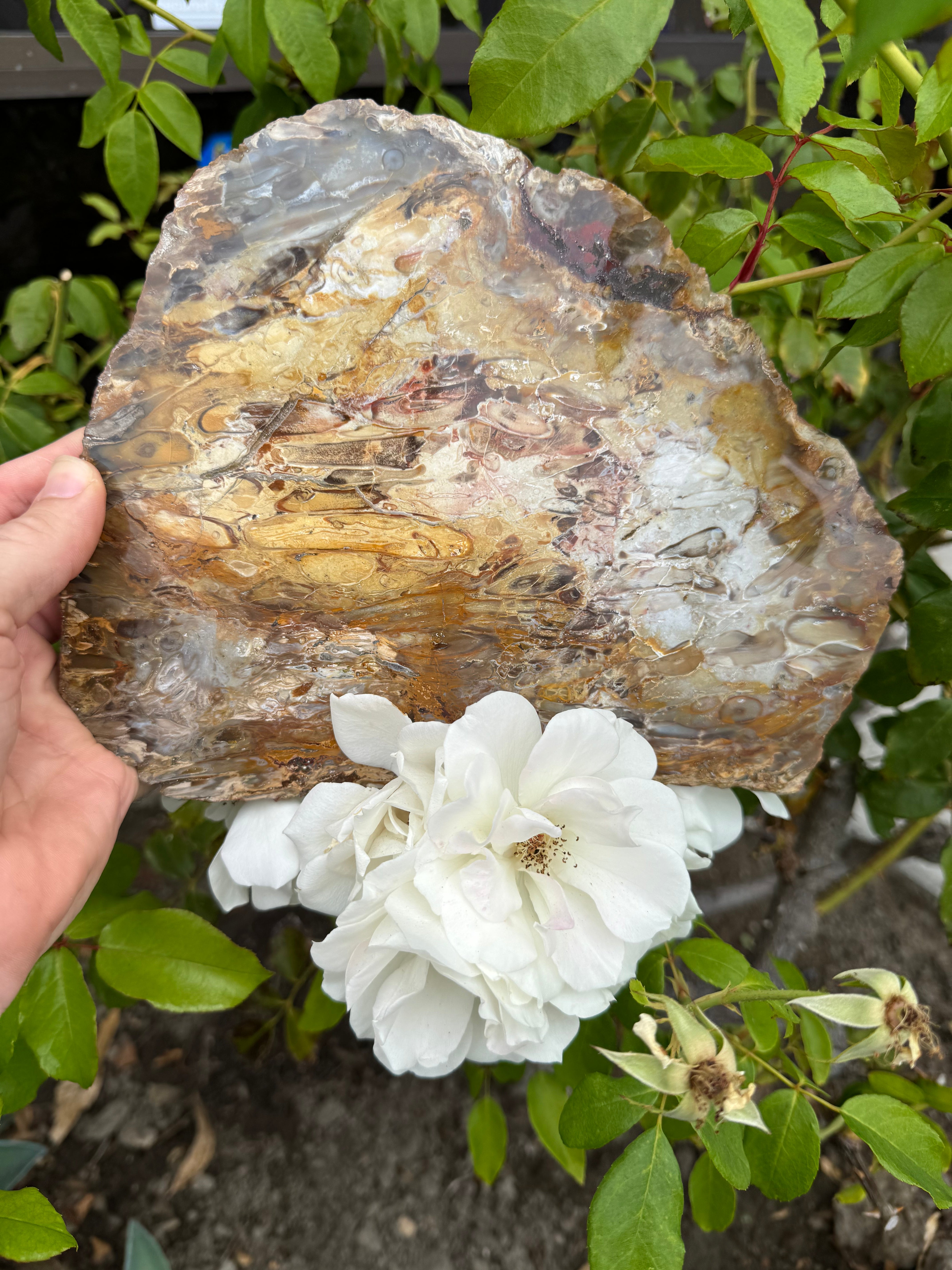 Petrified Palm Root; 674.6 grams