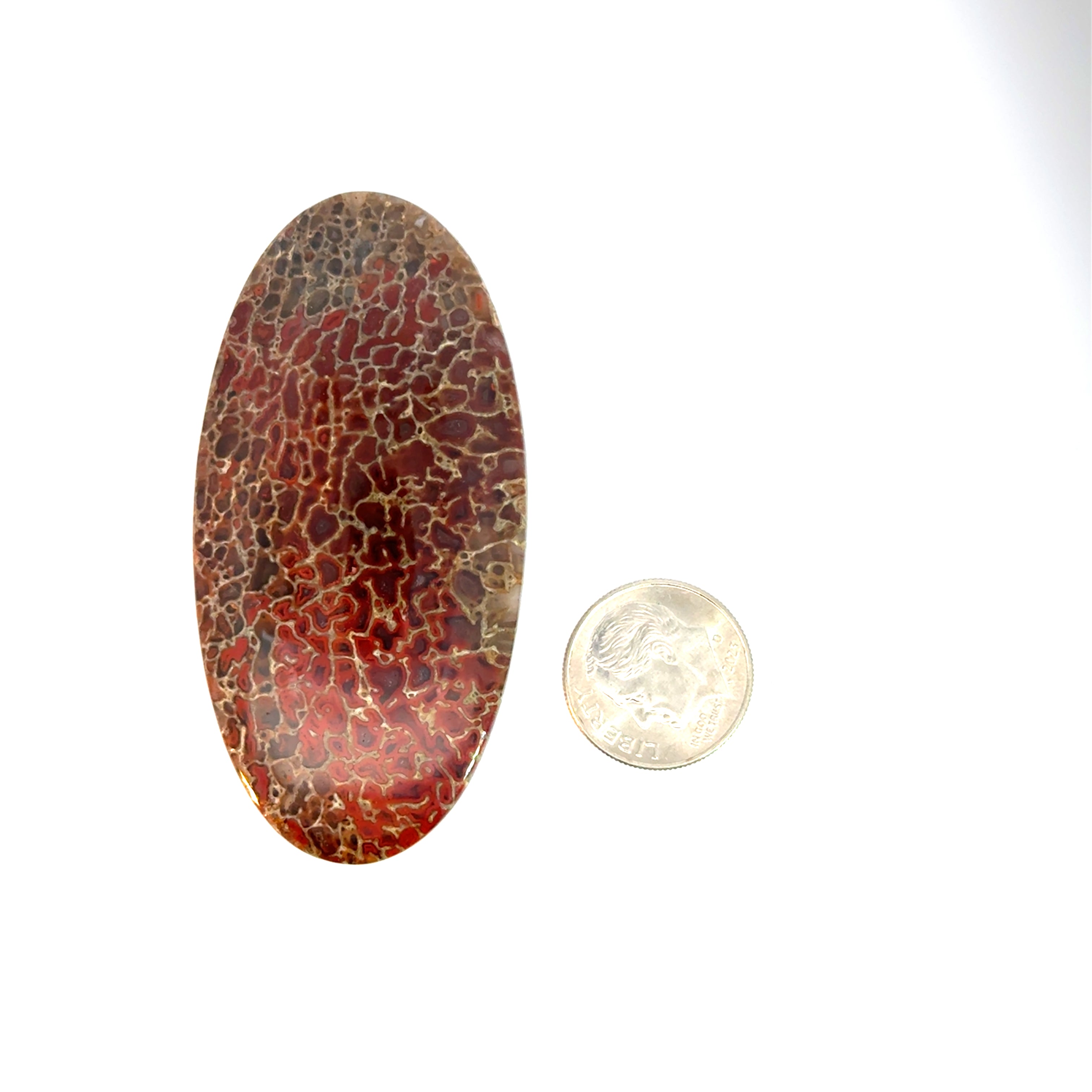 Dinosaur Bone Cabochon; 77.08cts