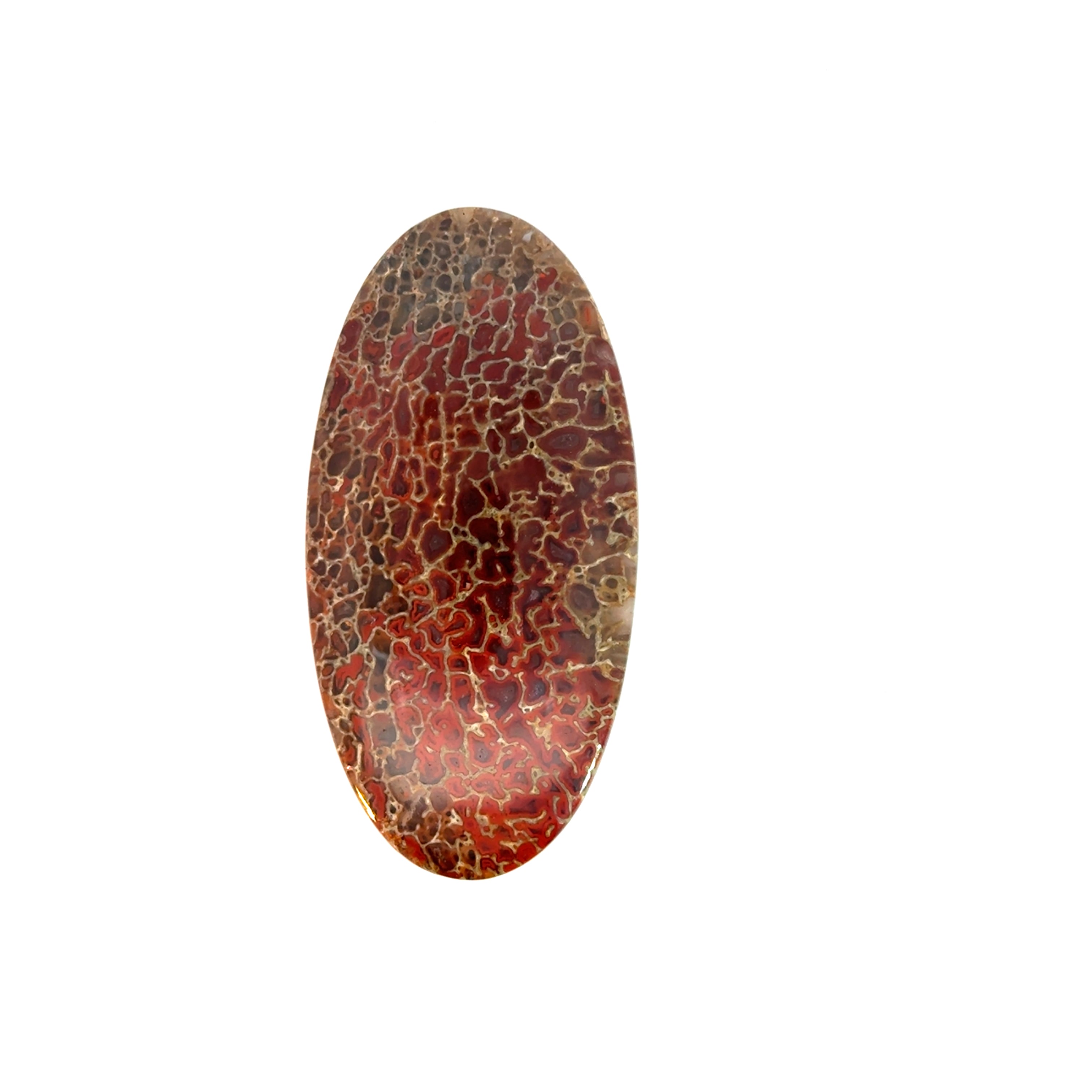 Dinosaur Bone Cabochon; 77.08cts