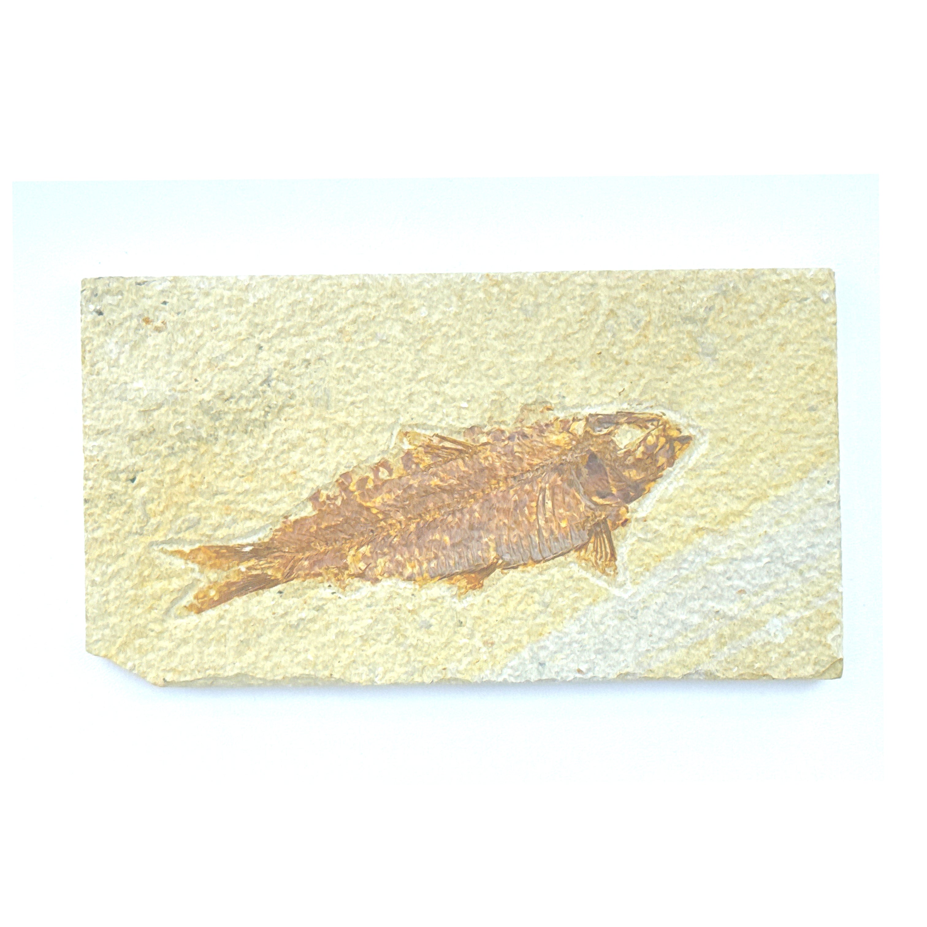 Fossil Fish