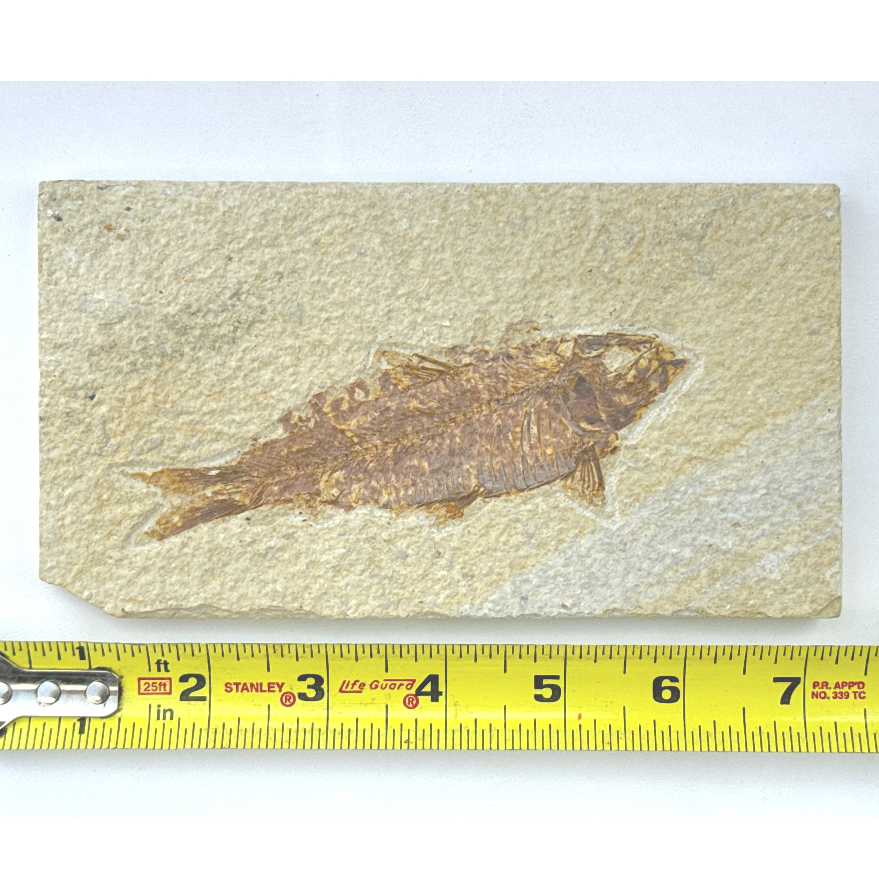 Fossil Fish