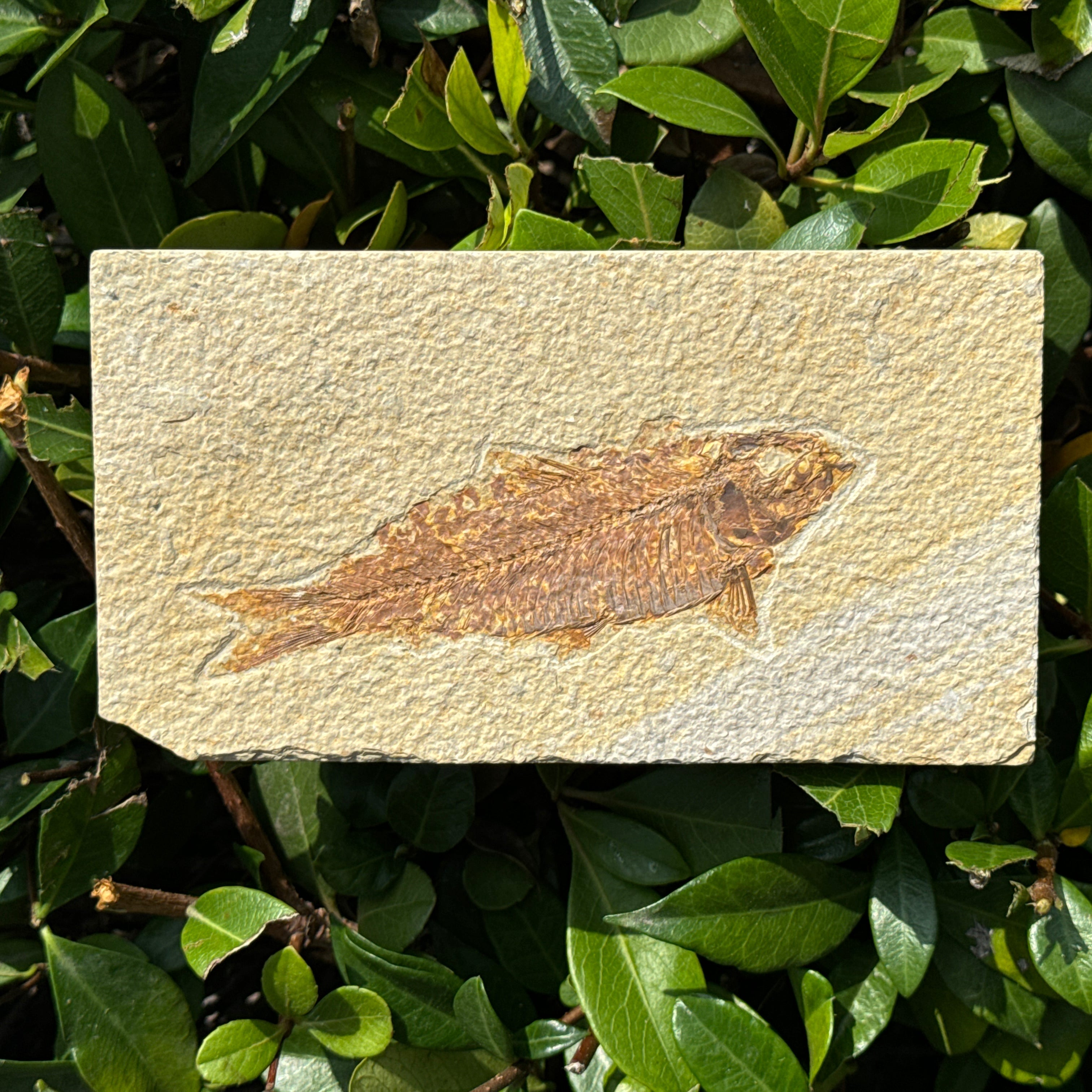 Fossil Fish
